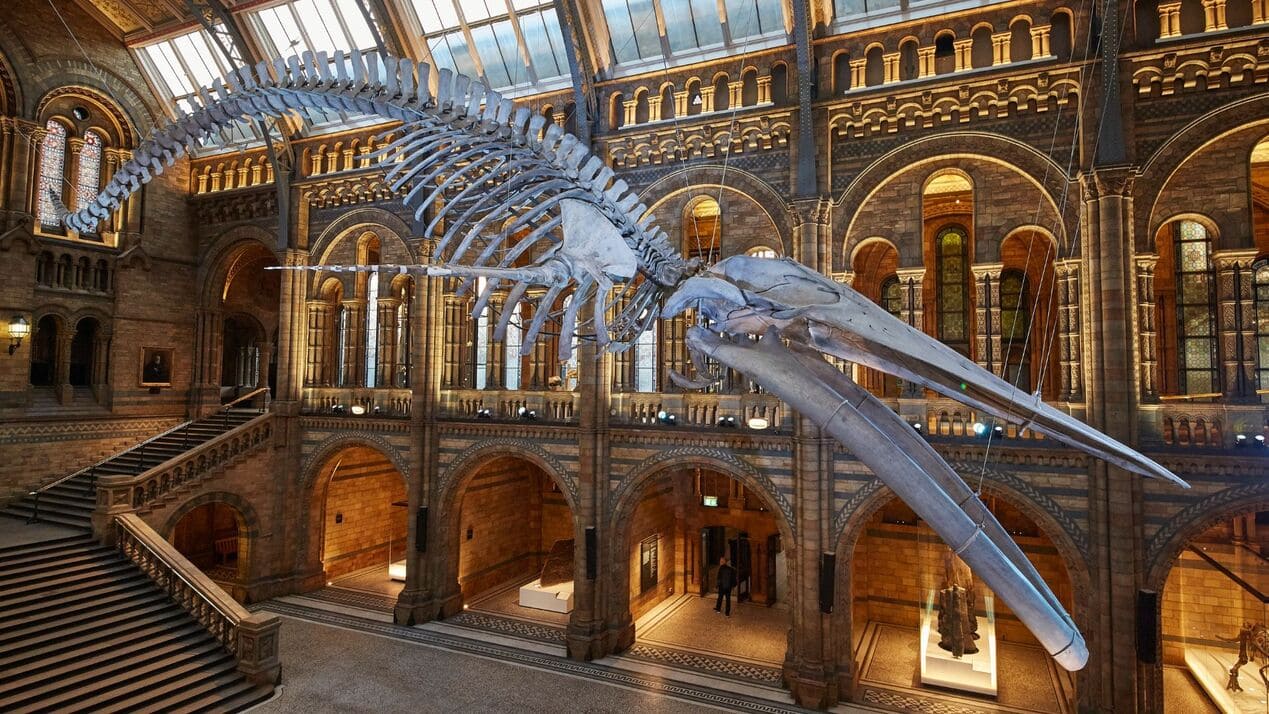 Museu d'Història Natural de Londres